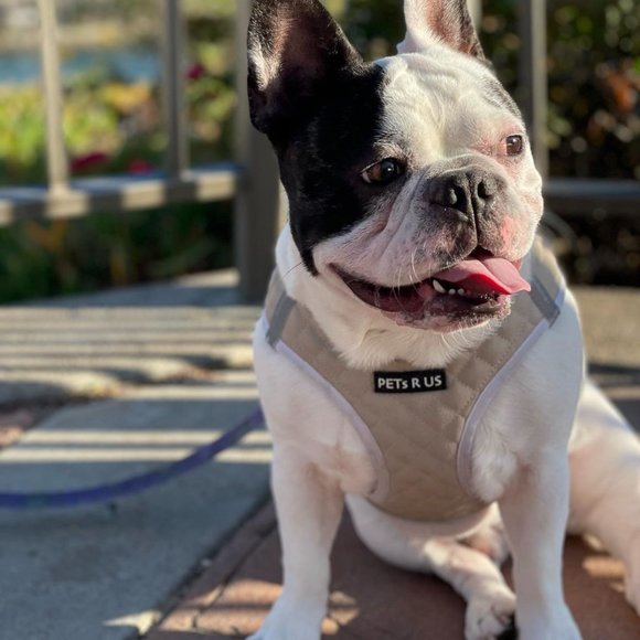 PETsRUS Step In Vest Dog Harness Quilted Vegan Leather Breathable Mesh Taupe - Picture 8 of 8